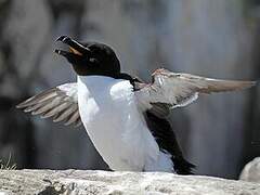 Razorbill