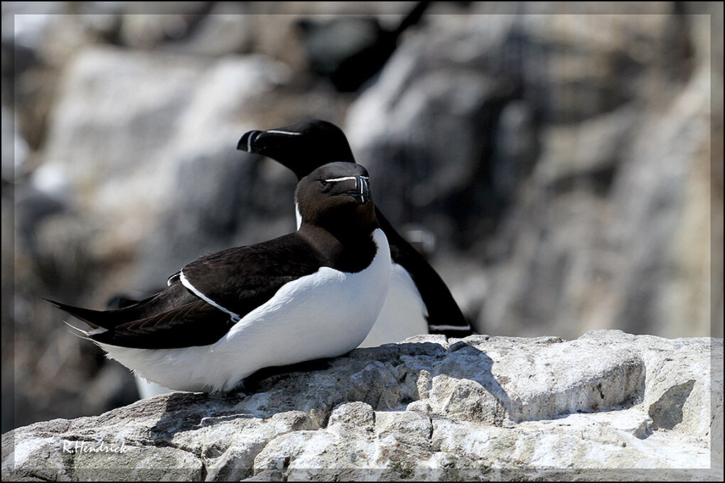 Razorbill