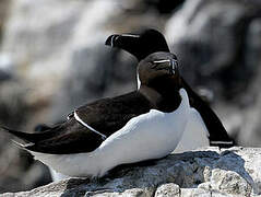 Razorbill