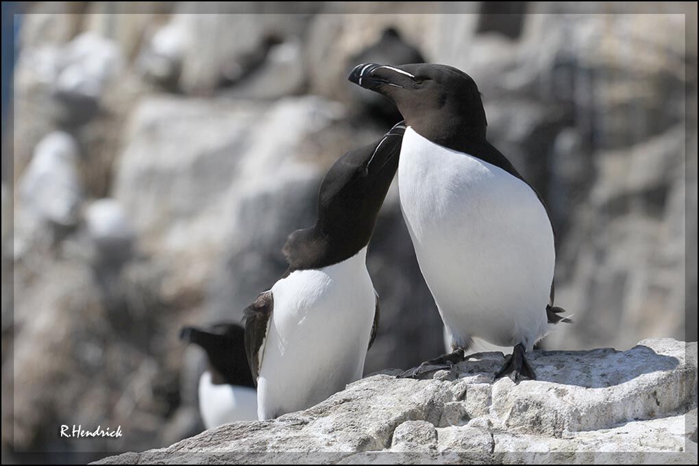 Razorbill