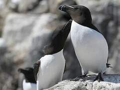 Razorbill