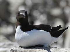 Razorbill