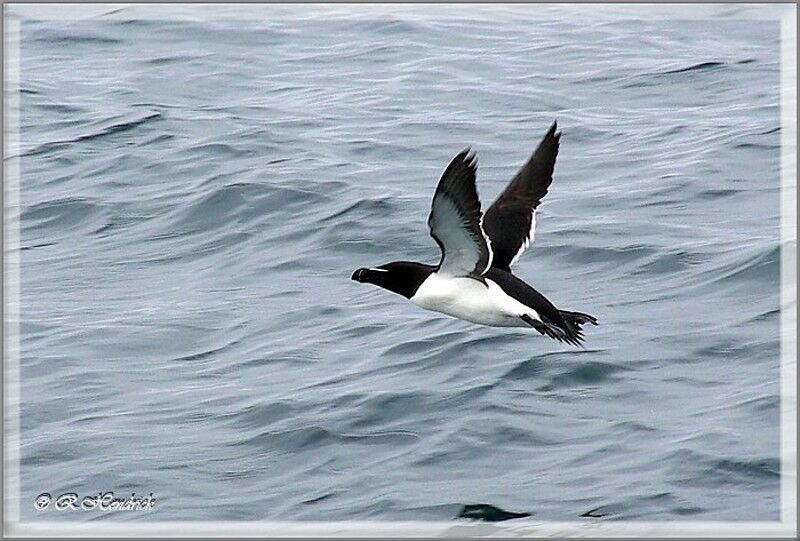 Razorbill