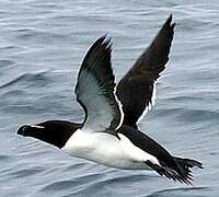 Razorbill