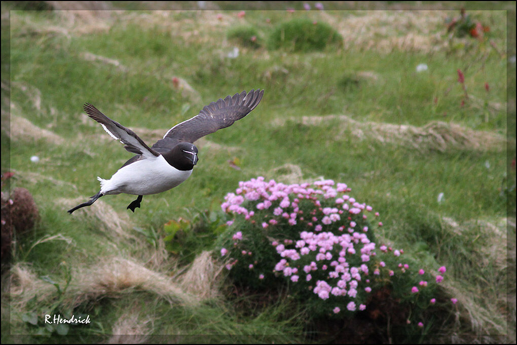 Pingouin torda