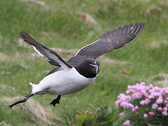 Razorbill