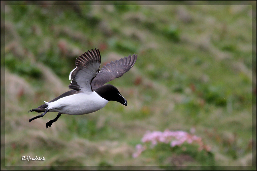 Pingouin torda