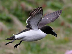 Razorbill