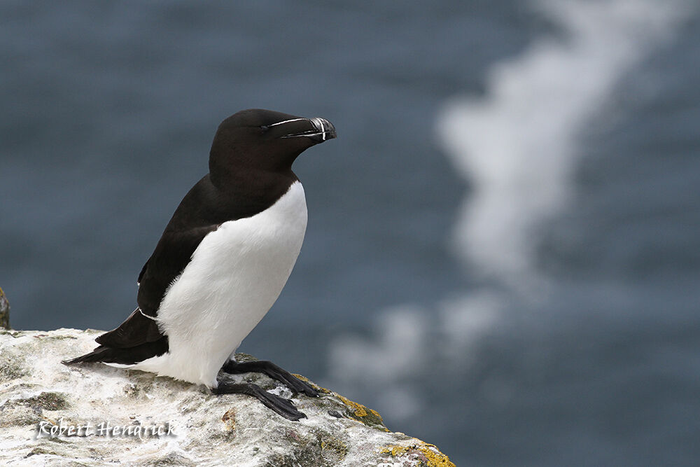 Razorbill