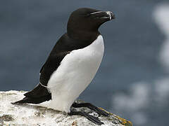 Razorbill