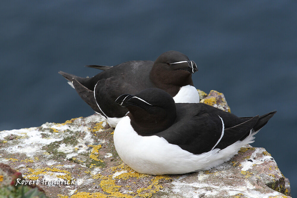 Razorbill