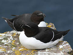 Razorbill