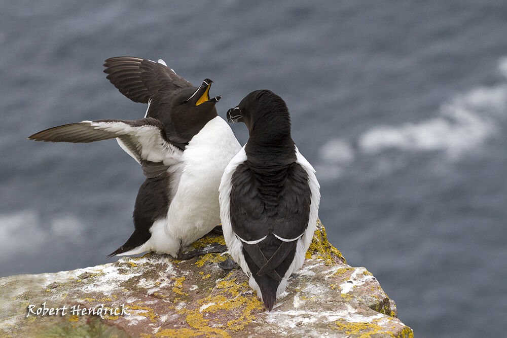 Razorbill