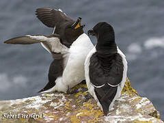 Razorbill