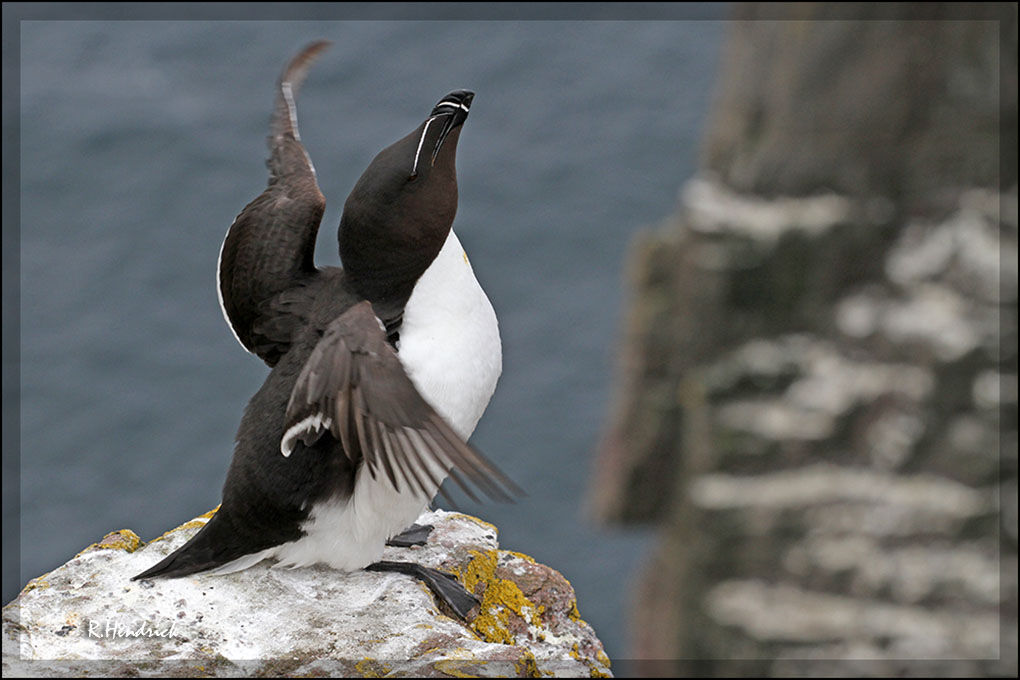 Razorbill