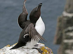 Razorbill