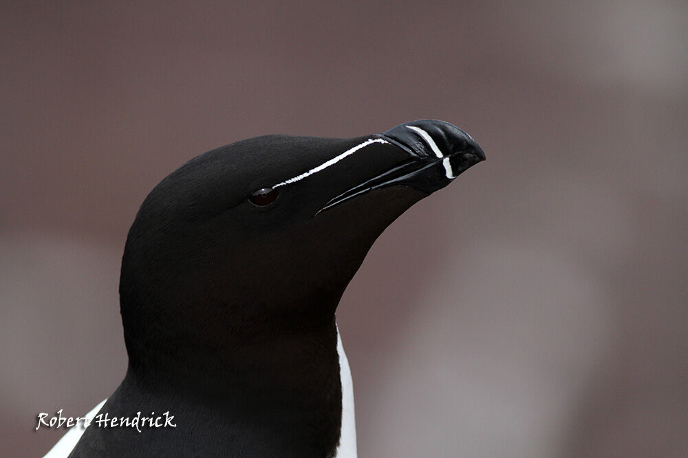 Razorbill