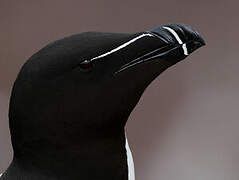 Razorbill