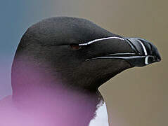 Razorbill