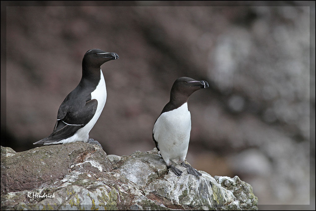 Razorbill