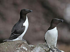 Razorbill