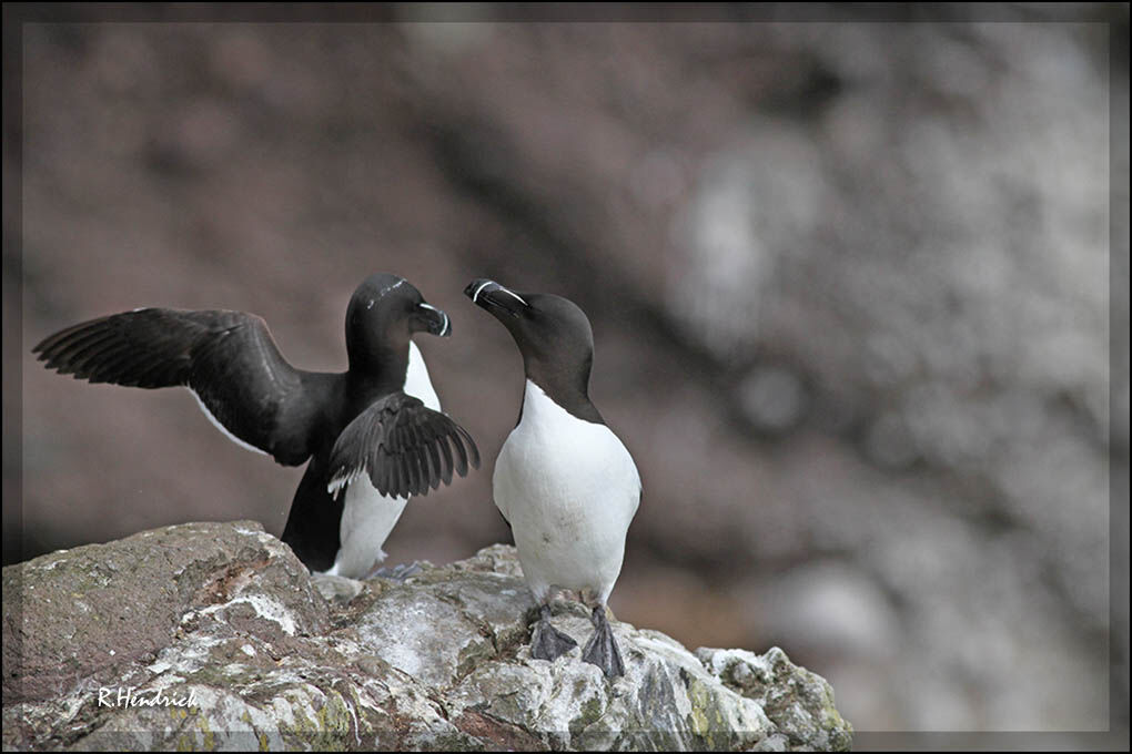 Razorbill