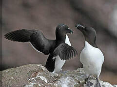 Razorbill