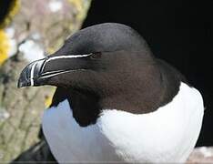 Razorbill