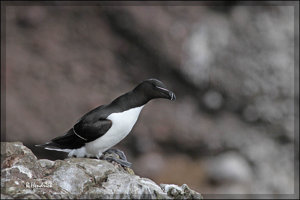 Razorbill