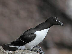 Razorbill