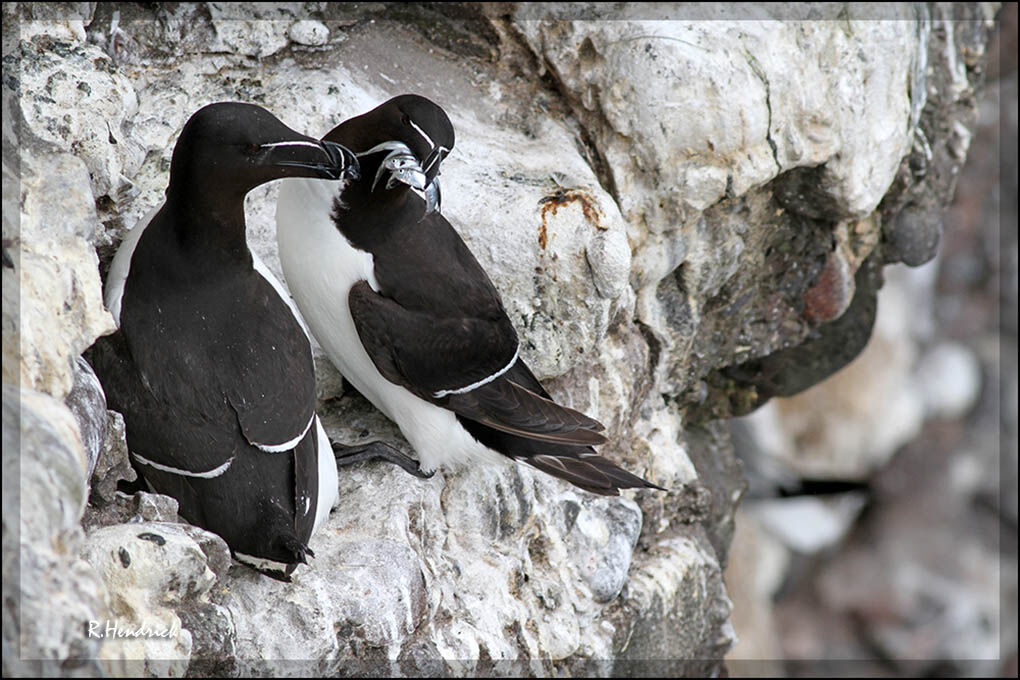 Razorbill