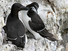 Razorbill