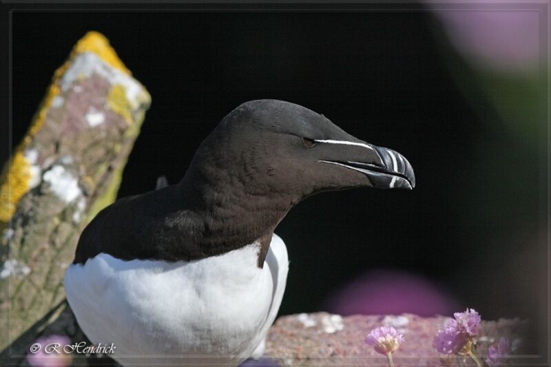 Pingouin torda