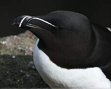 Pingouin torda