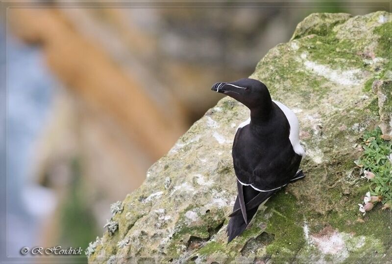 Razorbill