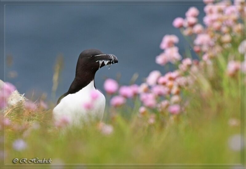 Pingouin torda