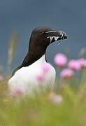 Razorbill