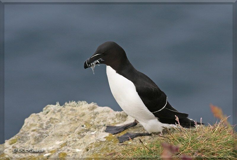 Razorbill