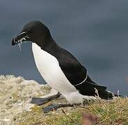 Razorbill