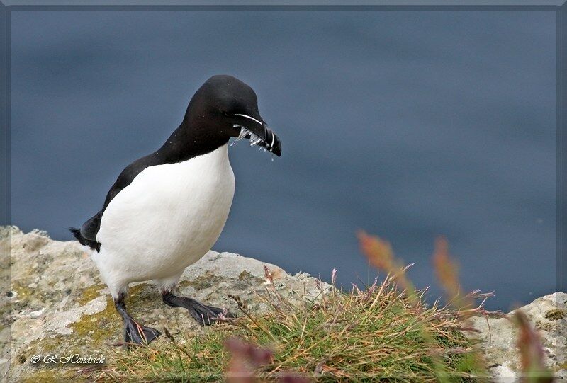 Razorbill