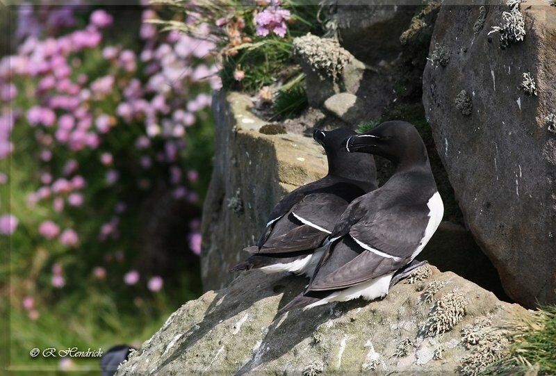 Razorbill