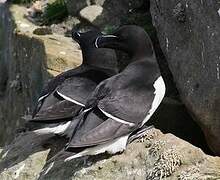 Razorbill