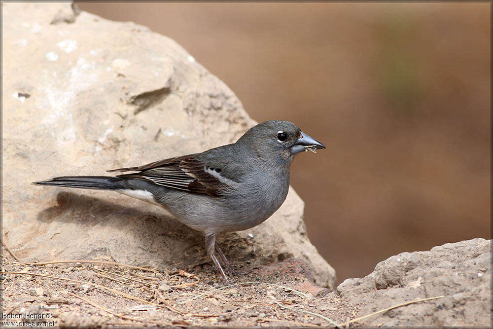 Tenerife Blue Chaffinch male, eats