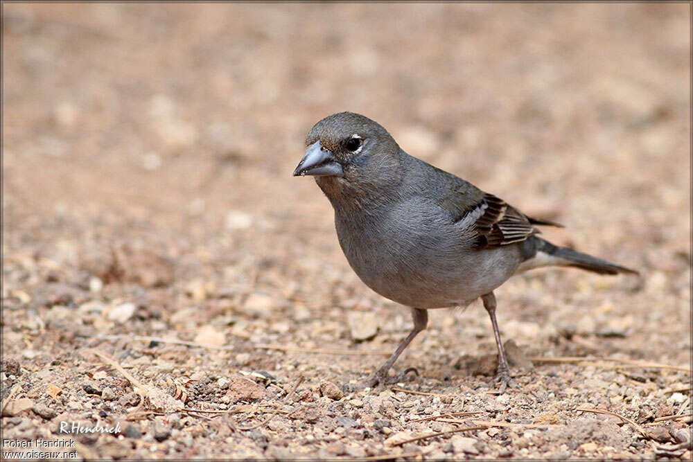 Tenerife Blue Chaffinch male immature, identification