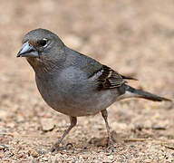 Tenerife Blue Chaffinch