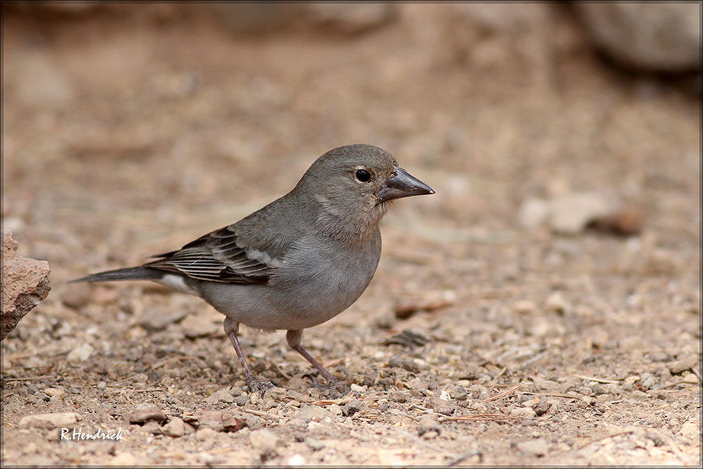 Tenerife Blue Chaffinch female adult, identification