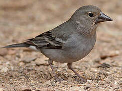 Tenerife Blue Chaffinch