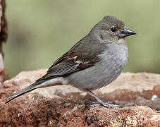 Tenerife Blue Chaffinch