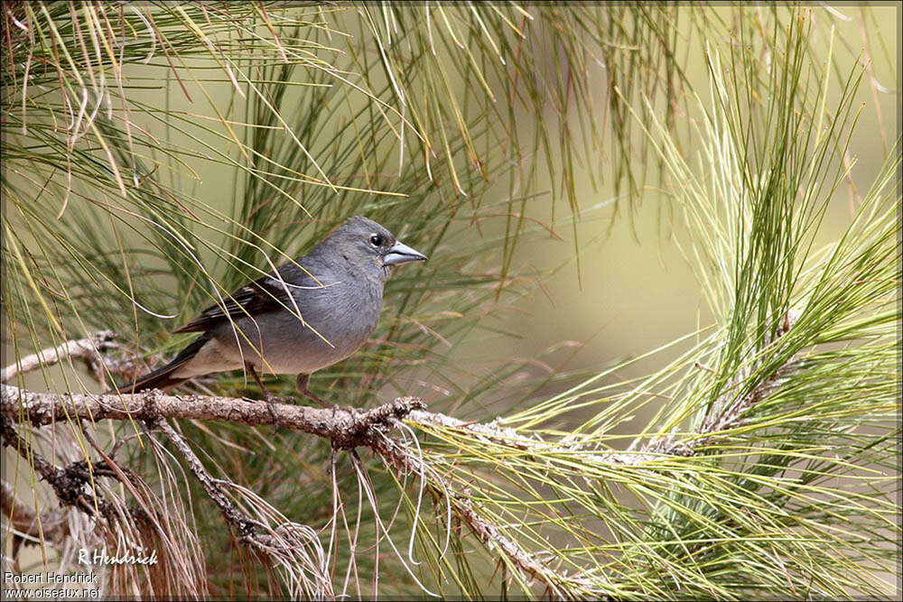 Pinson bleu mâle adulte nuptial, habitat, pigmentation