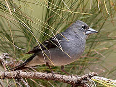 Tenerife Blue Chaffinch